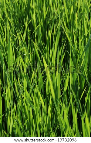 Series of the texture (green grass)