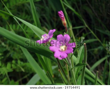 Pink timber flower