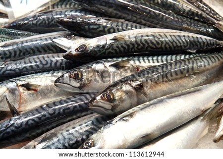 Mackerel at a fish market; in horizontal orientation