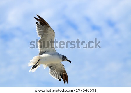 Color DSLR picture of a lone Seagull Flying against a blue sky background.  The bird is soaring.  The image is in horizontal orientation with ample copy space for text.