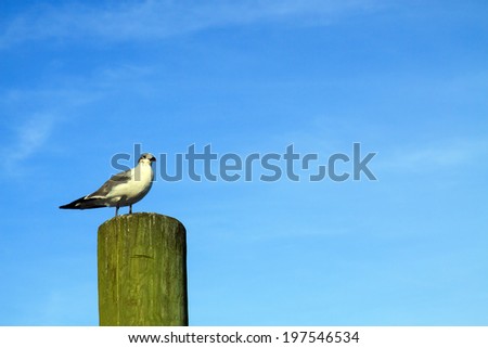 One seagull sitting on a wooden post; in horizontal orientation with copy space for text