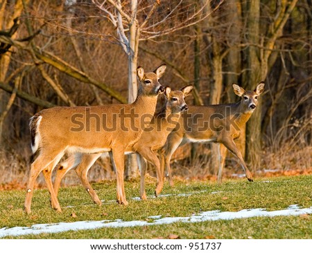 Color DSLR picture of three dee bathed by golden sunset light.  The animals are on green grass with winter snow in the foreground.  The image is in horizontal orientation with copy space for text