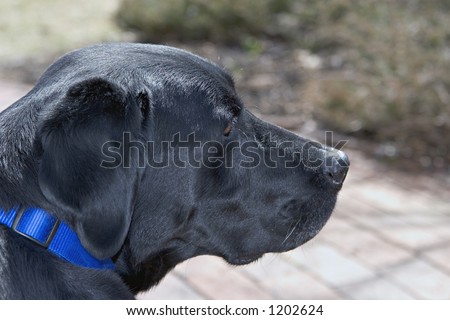 Color DSLR close up picture of a pure bred black labrador retriever dog.  Shiny coat or fur with a blue collar.  Horizontal orientation with narrow depth of field.