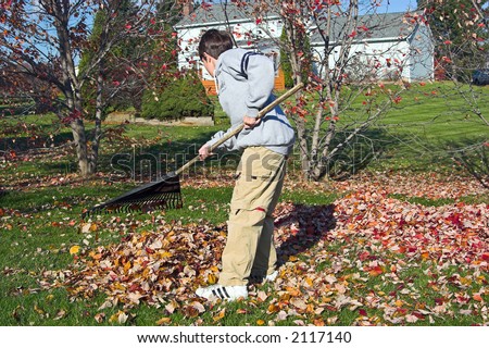 Color DSLR picture of a young boy raking autumn leaves in green grass yard.  The child is using tools doing outdoor fall chores.  The image is in horizontal orientation with copy space for text.