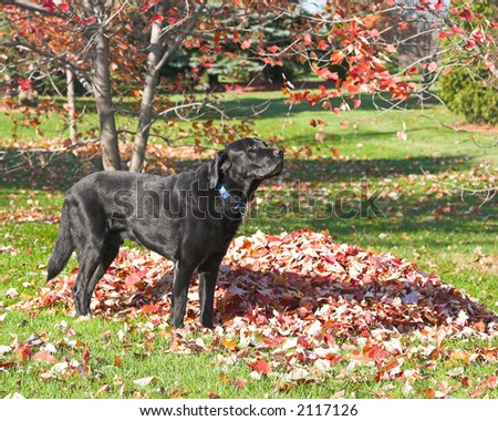 Color DSLR picture of a black labrador retriever dog standing in autumn leaves.  The fall leaves are brown but the grass is still green and the sun is bright.  Horizontal with copy space for text.