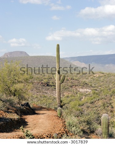 Color DSLR landscape picture of a path through the Arizona desert near Phoenix, with saguaro cactus and a dirt trail. Mountains and a blue sky background. Vertical orientation with copy space for text