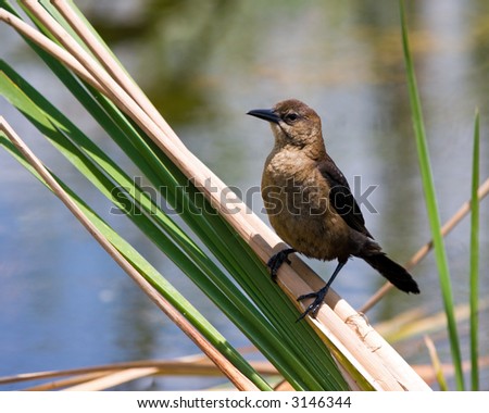 common grackle. brazoria county brazoria