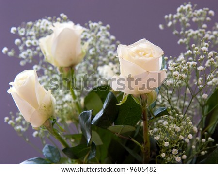 White Roses with baby\'s breath isolated against dark background; narrow depth of field