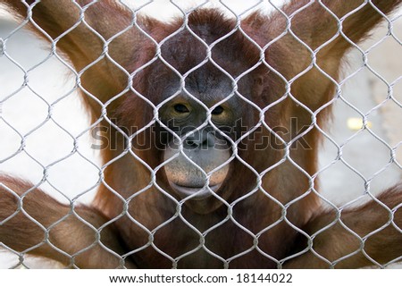 Orangutan in a Zoo in horizontal orientation
