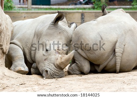 Two Rhinoceros in a Zoo, lying end to end in horizontal orientation