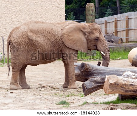 Elephant in a Zoo, in horizontal orientation