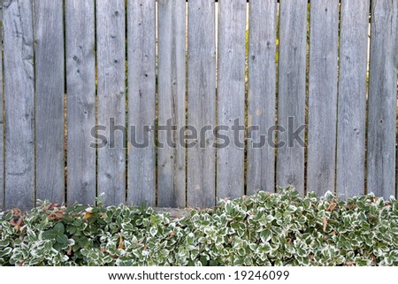 Weathered wood fence, with green and white pachysandra growing at the base