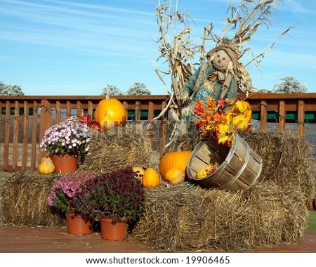 Scarecrow, pumpkins, corn, mums on hay bales in the fall