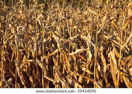 Corn field at harvest time; in horizontal orientation