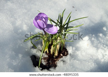 Purple crocus coming through the white snow in springtime