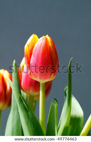 Orange and Yellow Tulips, isolated on gray with a narrow depth of field; in vertical orientation