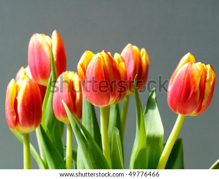 Orange and Yellow Tulips, isolated on gray with a narrow depth of field; in horizontal orientation