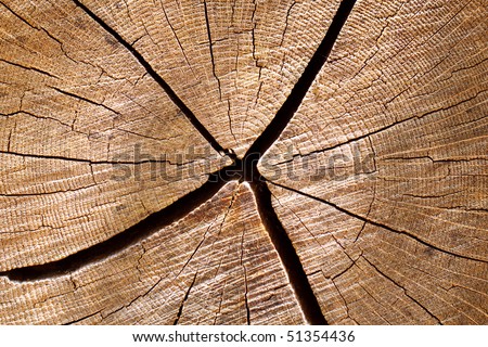 Color DSLR macro picture of rough cut white oak log with a strong wood grain background pattern and texture, filling the frame. Horizontal with copy space for text.