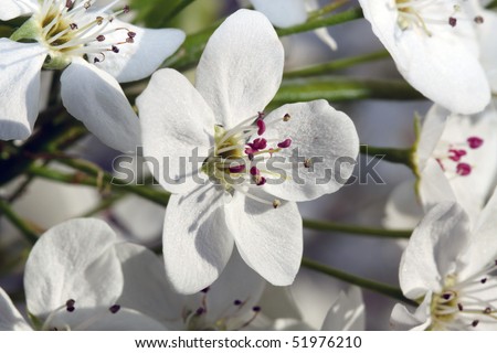 White flowers on a Flowering Pear tree; in horizontal orientation