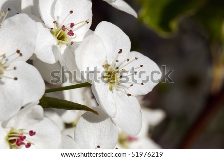 White flowers on a Flowering Pear tree; in horizontal orientation