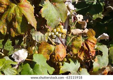 Color DSLR picture of white wine grapes in a winery vineyard in the fall at harvest time. Horizontal.