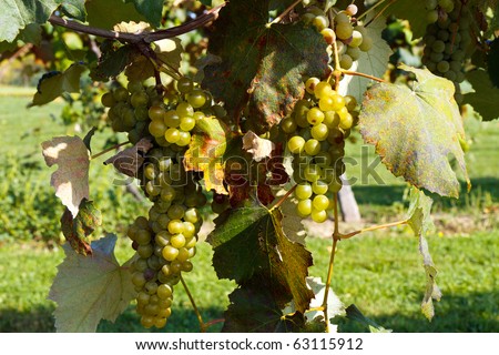 Color DSLR image of white wine grapes still on the vine in a Finger Lakes New York vineyard in the fall at harvest time. Horizontal with copy space for text.