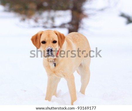 Yellow labrador retriever walking through heavy snow, with white snow on his nose; in horizontal orientation