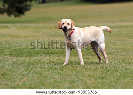 Pure bred yellow labrador retriever in a green field, playing fetch with a stick
