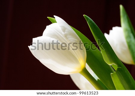 Color DSLR picture of White Tulips in horizontal orientation with a dark background. Narrow depth of field in horizontal orientation with copy space for text