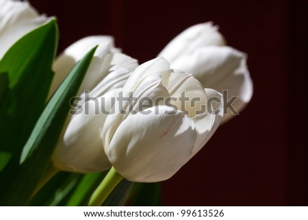 White Tulips in horizontal orientation with a dark background; with copy space for text
