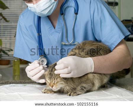 Wounded cat treated by veterinarian
