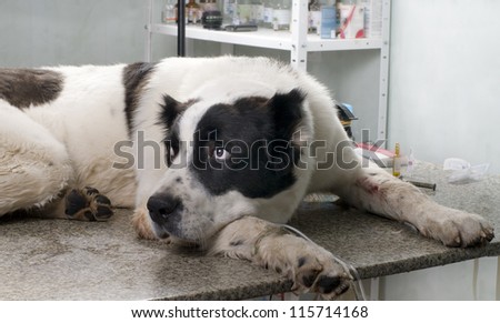 sick dog in a veterinary clinic