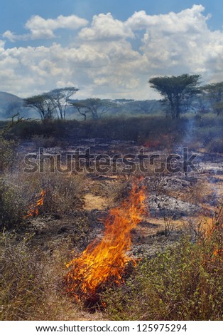 Wildfire in African savanna,  Kenya
