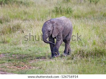 African Elephant Baby in savanna