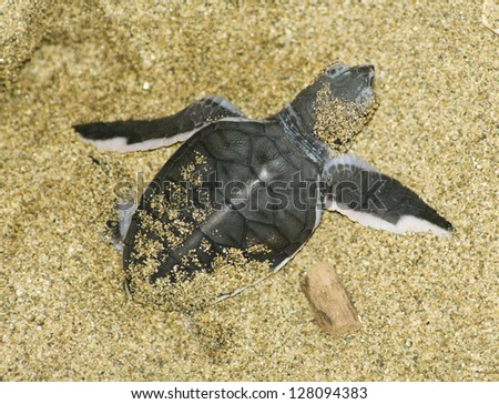 turtle give birth and get out from sand