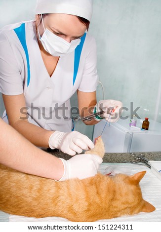 Wounded cat treated by veterinarians