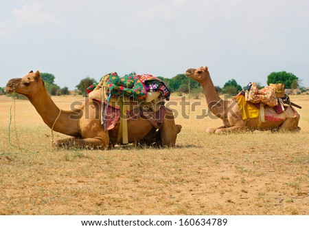A camels on the Sam Sand Dune, Jaisalmer, Thar Desert, India