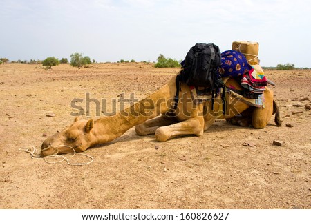 Camel sleeping during a desert safari pause , Sam Sand Dune, Jaisalmer, Thar Desert, India
