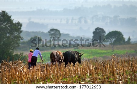 ELGON, KENYA -JANUARY 04 : Farmers plows  field on January 04, 2013  near Mount Elgon National Park, Kenya.