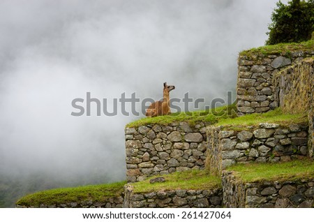 Lama in Machu Picchu , Peru. UNESCO World Heritage Site