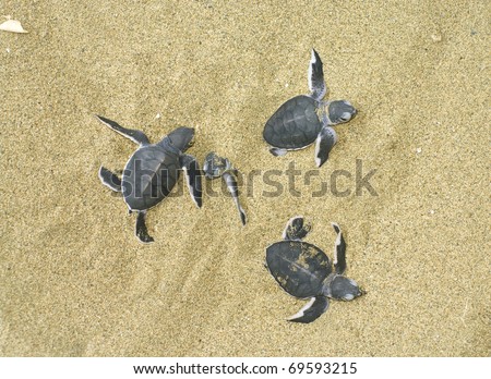 turtles give birth and get  out from sand