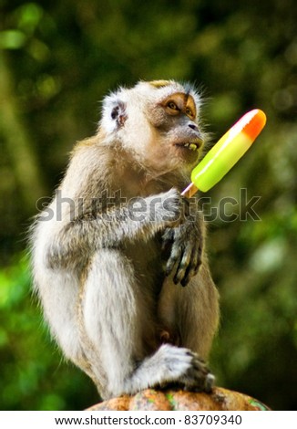 Monkeys Eating