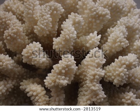 white coral reef