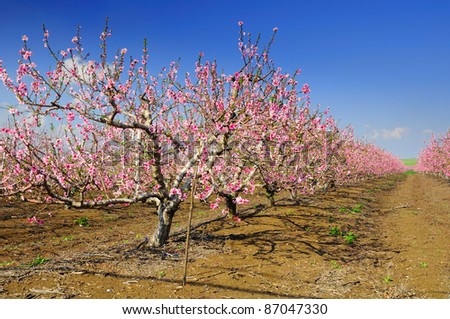 Almond trees blossoming.