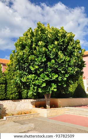 Type of ficus tree growing in Israel.