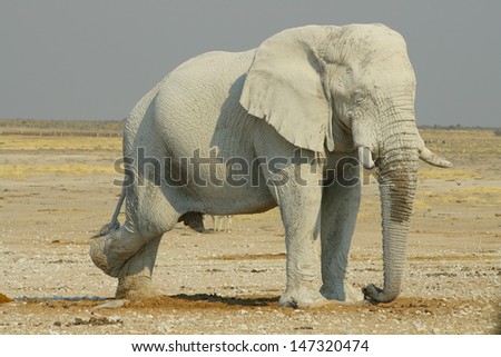 A bachelor elephant bull sleeps or dozes on three legs near a waterhole in Etosha, Namibia.