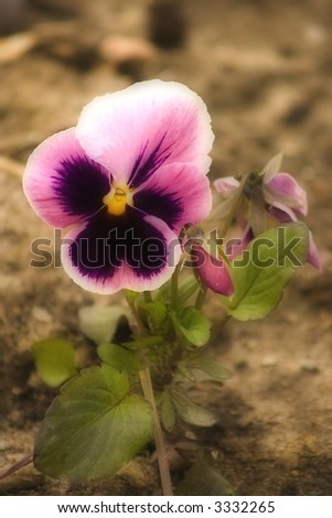 Black and rose pansy flower