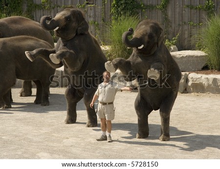 Elephant\'s show in African Lion Safari (Ontario, Canada)