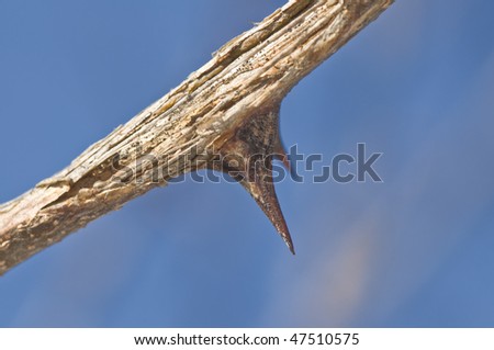 Tree Spine
