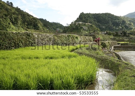 green rice plants growing in the rice terraces of banaue, northern luzon in the philippines